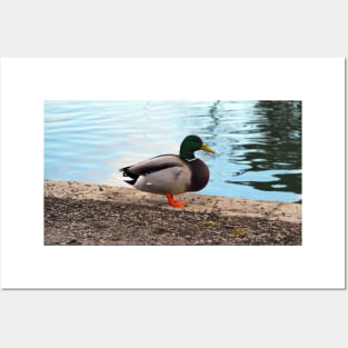 Male Mallard Duck Standing By The Pond Posters and Art